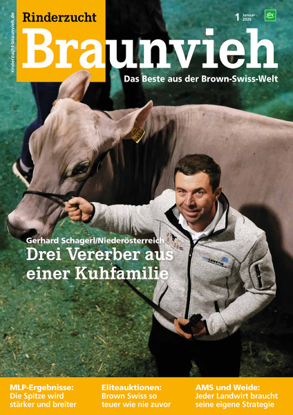 Rinderzucht Braunvieh