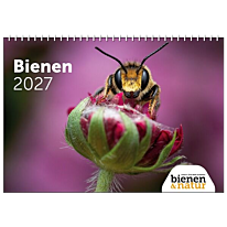 bienen&natur Wandkalender Bienen 2027