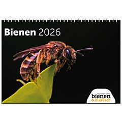 bienen&natur Wandkalender Bienen 2026
