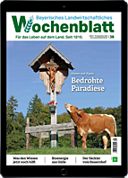 Schnupper-Abo E-Paper