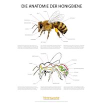 Die Anatomie der Honigbiene Infotafel 550x841 mm