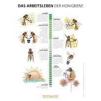 Das Arbeitsleben der Honigbiene Infotafel 550x841 mm