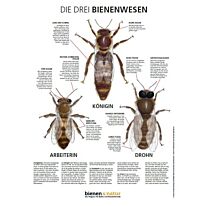 "Die drei Bienenwesen" Infotafel 550x841 mm